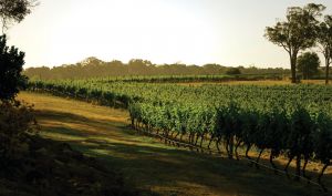 The South West Nature and Wine Drive - Accommodation Broome